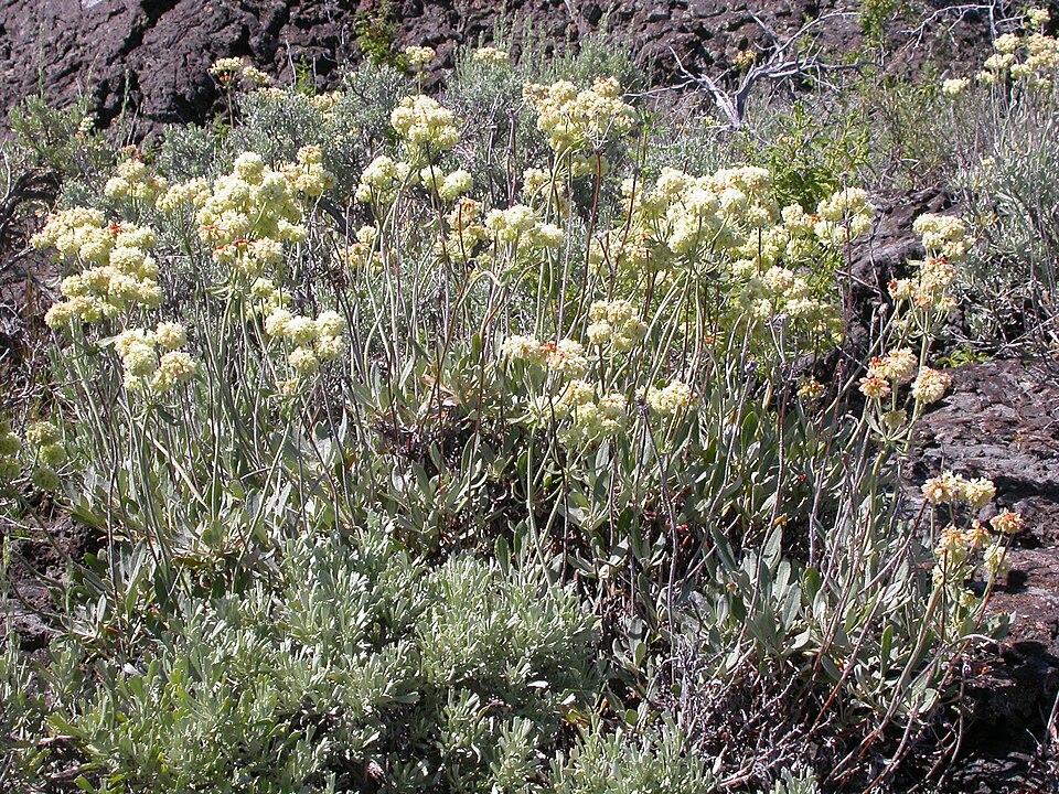 Sulfur Buckwheat (Eriogonum umbellatum) - PlantNative.org Sulfur Buckwheat (Eriogonum umbellatum) showing close-up of bright yellow flower umbel cluster