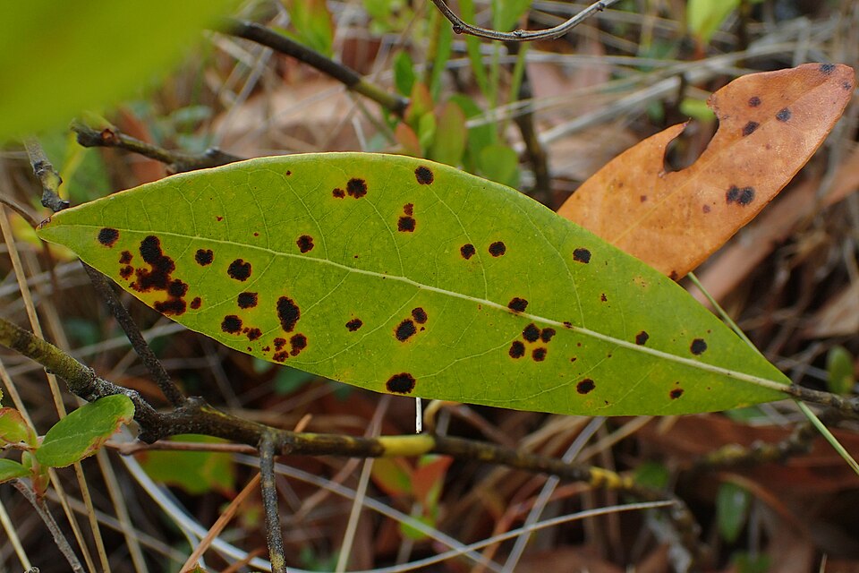 Swamp Bay (Persea palustris) - PlantNative.org Swamp Bay in its native habitat