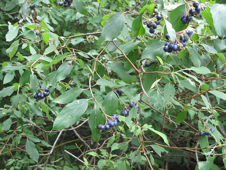 Swamp Dogwood (Cornus obliqua) branch showing distinctive leaves with prominent curved veins and fruit clusters