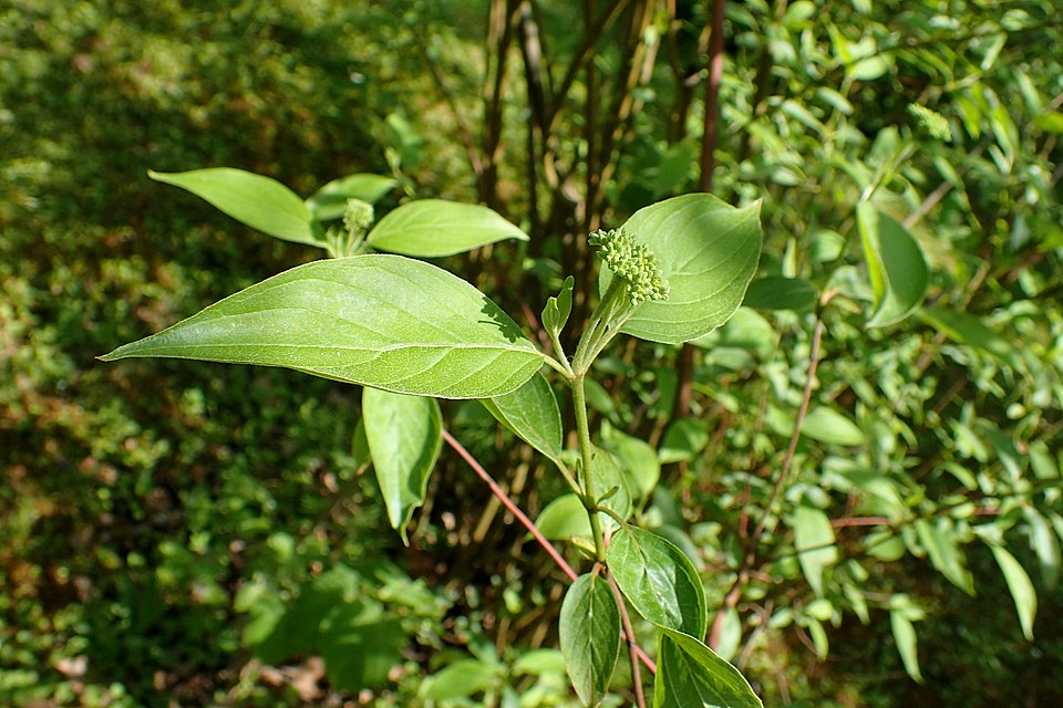 Swamp Dogwood (Cornus obliqua) showing multi-stemmed shrub with leaves and developing fruit clusters