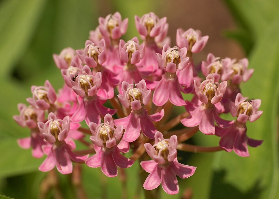 Swamp Milkweed (Asclepias incarnata) flower cluster showing detailed structure of individual pink blooms and complex reproductive parts