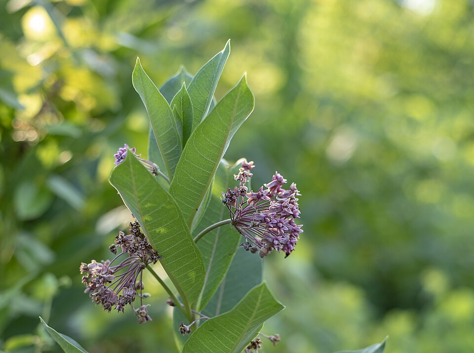 Swamp Milkweed (Asclepias incarnata) flowers showing typical habitat and growing conditions in a natural wetland setting