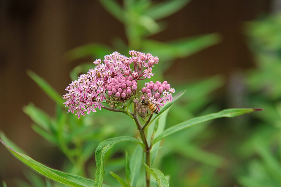 Swamp Milkweed (Asclepias incarnata) flowers in close detail showing the complex structure and pink coloration
