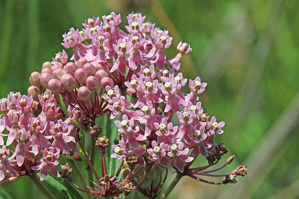 Swamp Milkweed (Asclepias incarnata) growing naturally in wetland habitat showing typical growth form
