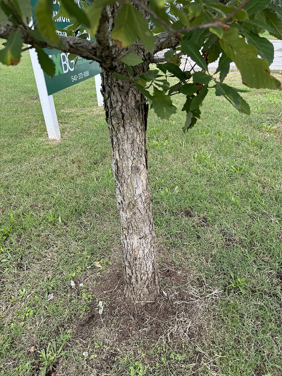 Swamp Chestnut Oak (Quercus michauxii) showing distinctive pale light gray loosely-plated bark