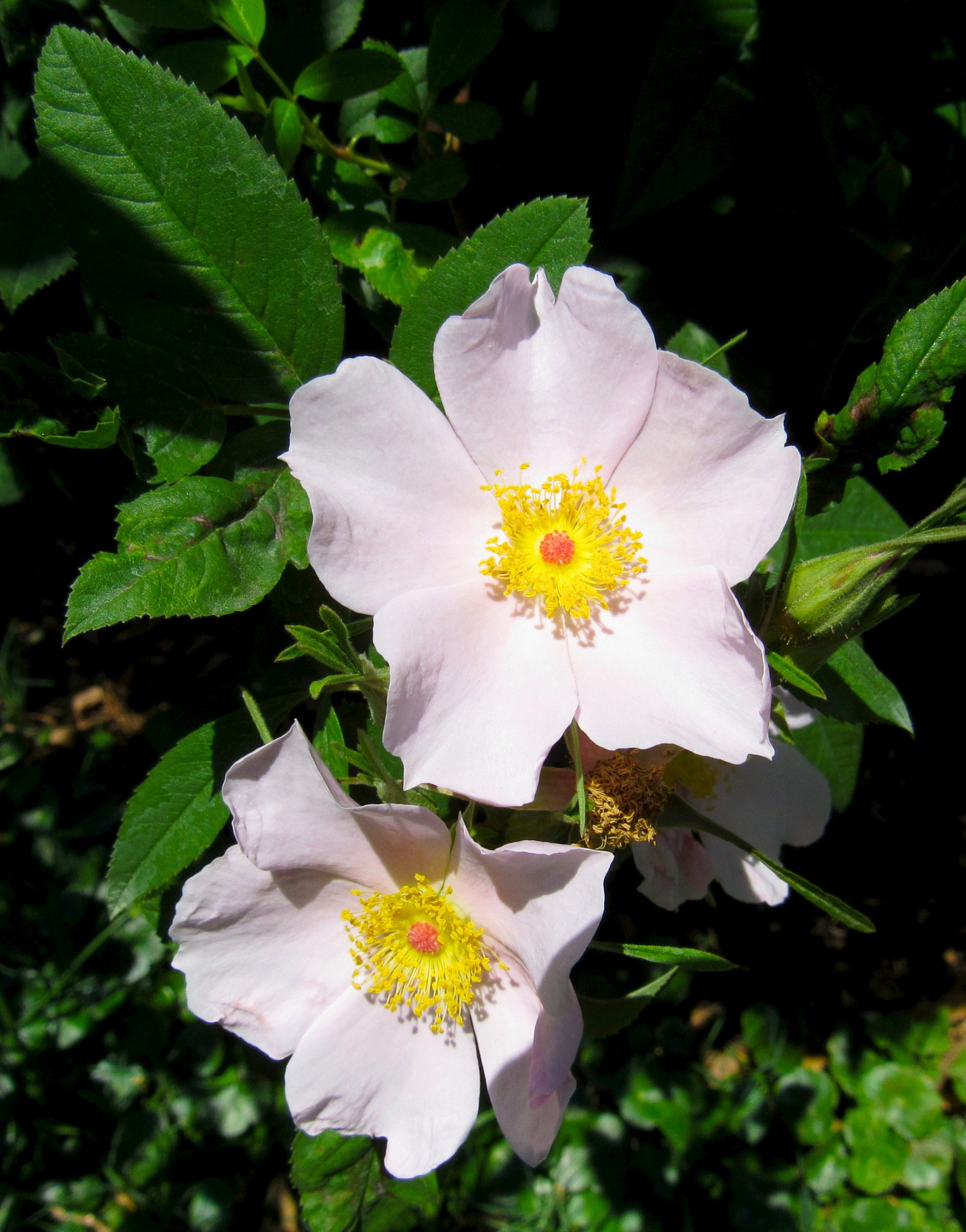 Swamp Rose (Rosa palustris)