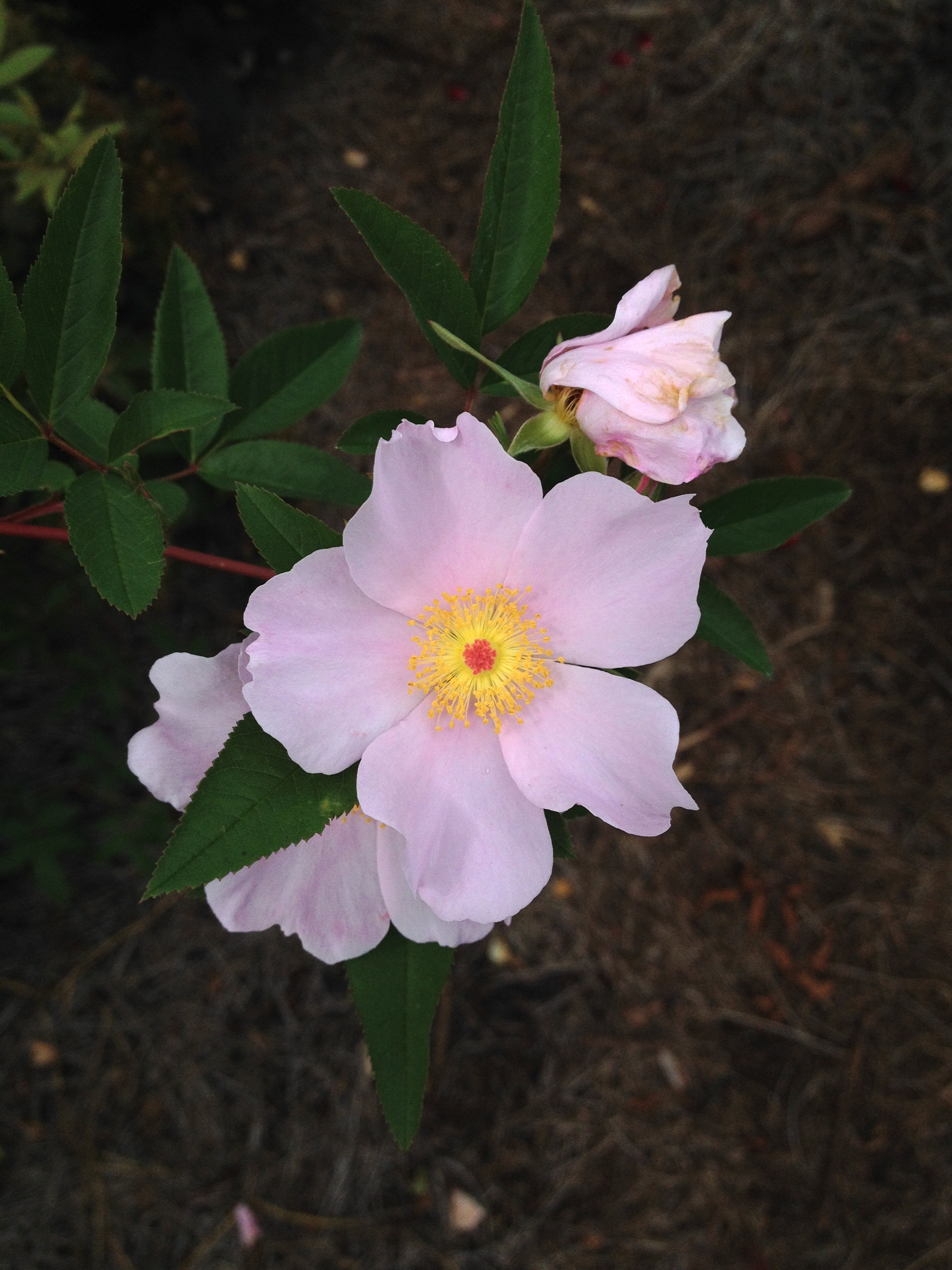 Swamp Rose (Rosa palustris) showing bright red rose hips in autumn with compound leaves beginning to turn fall colors