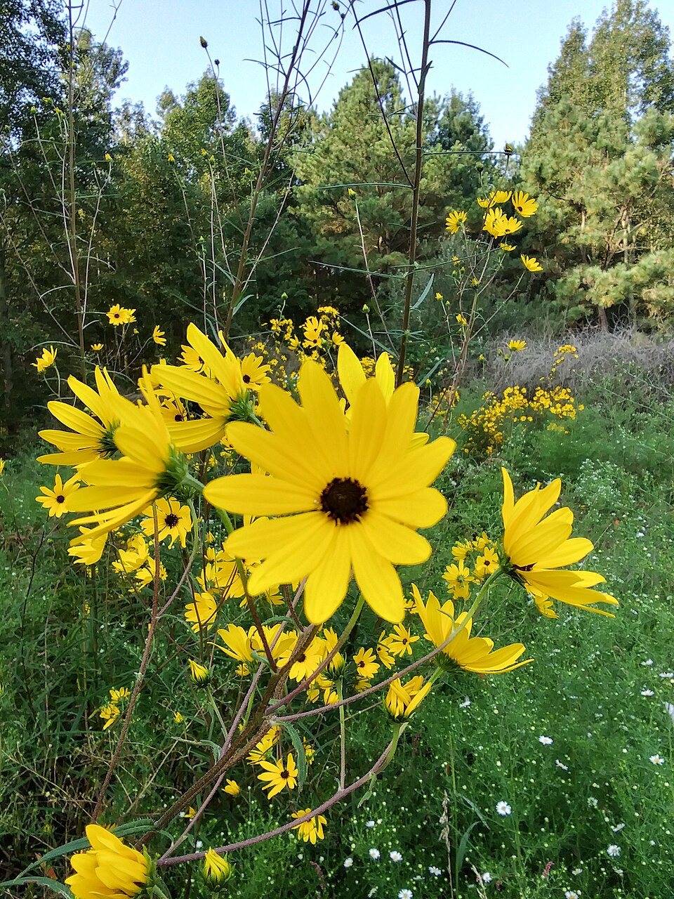 Swamp Sunflower (Helianthus angustifolius) - PlantNative.org Swamp Sunflower (Helianthus angustifolius) tall plant showing narrow leaves and multiple yellow flower heads