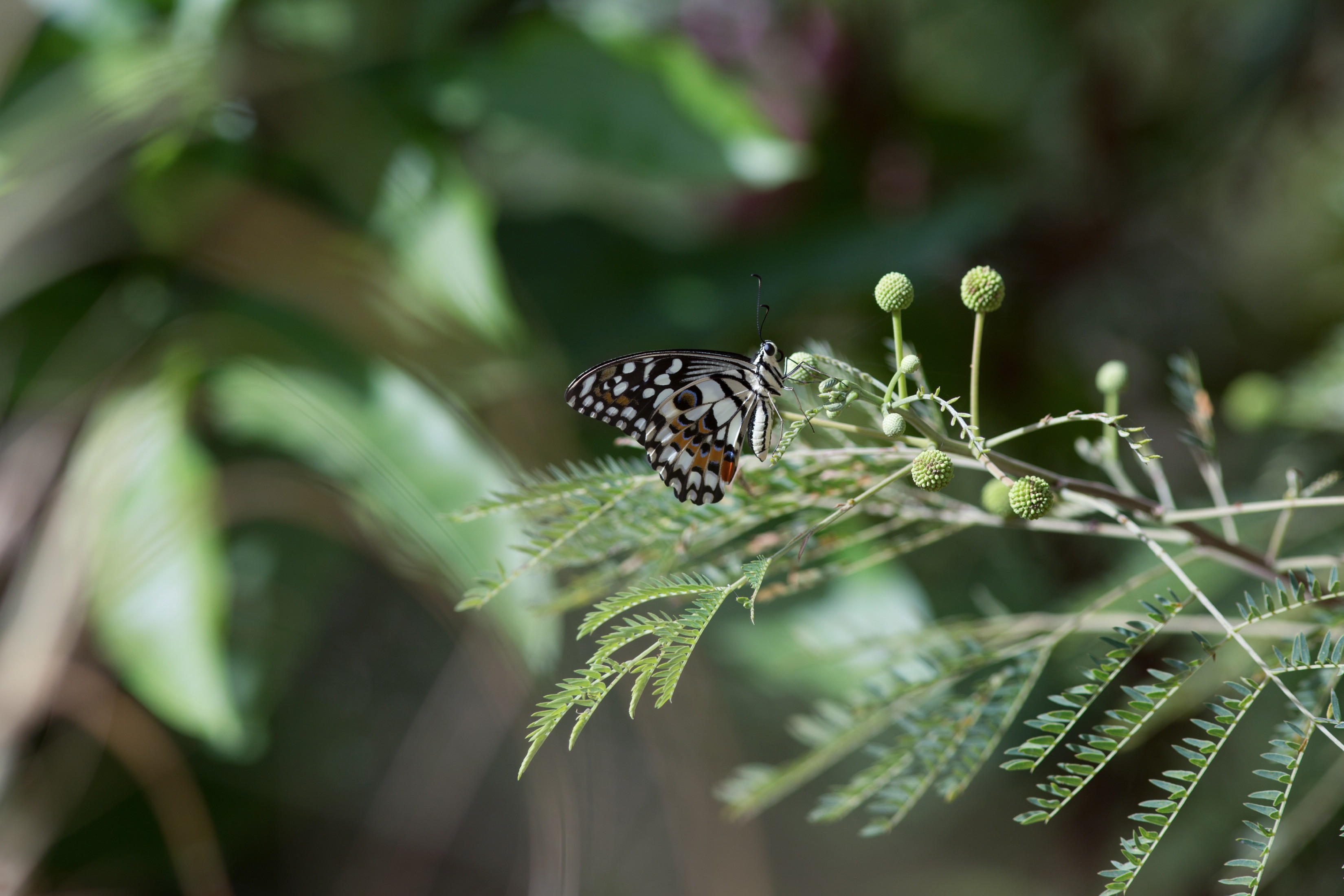 Sweet Acacia (Acacia farnesiana) - PlantNative.org Sweet Acacia (Acacia farnesiana) covered in golden yellow pompom flowers