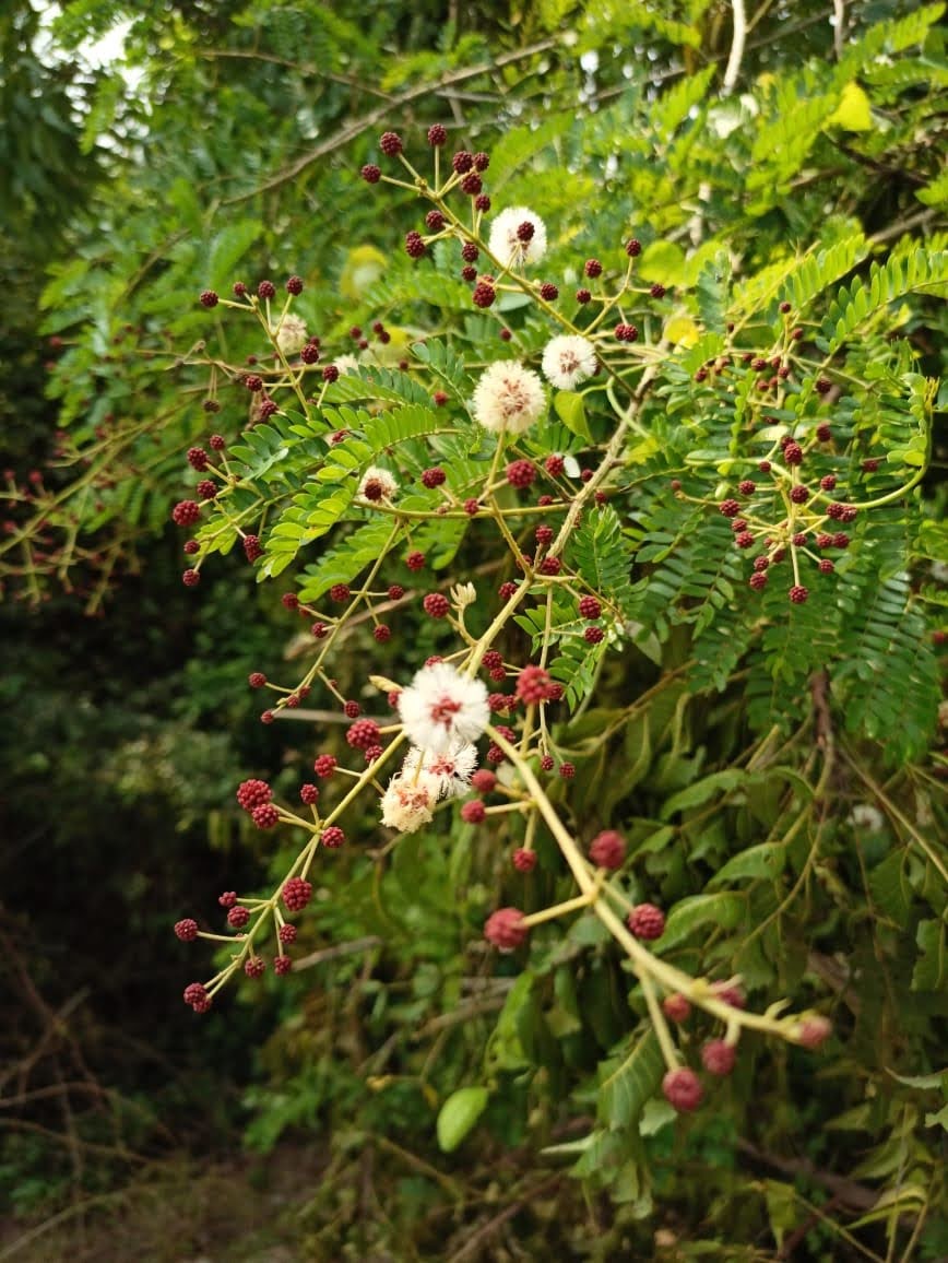 Sweet Acacia (Acacia farnesiana) - PlantNative.org Sweet Acacia (Acacia farnesiana) foliage and developing seed pods