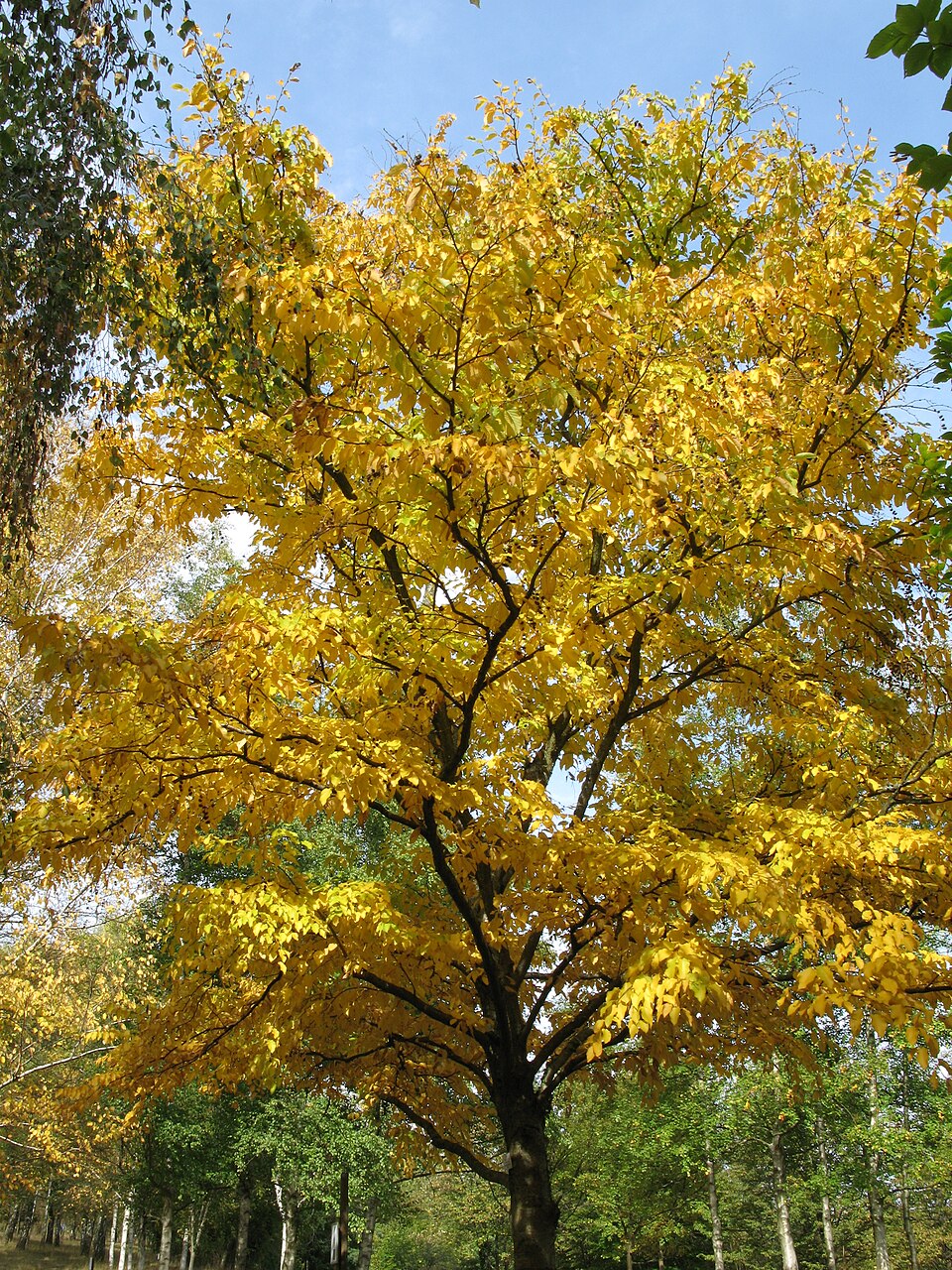 Sweet Birch (Betula lenta) tree showing brilliant golden-yellow autumn foliage