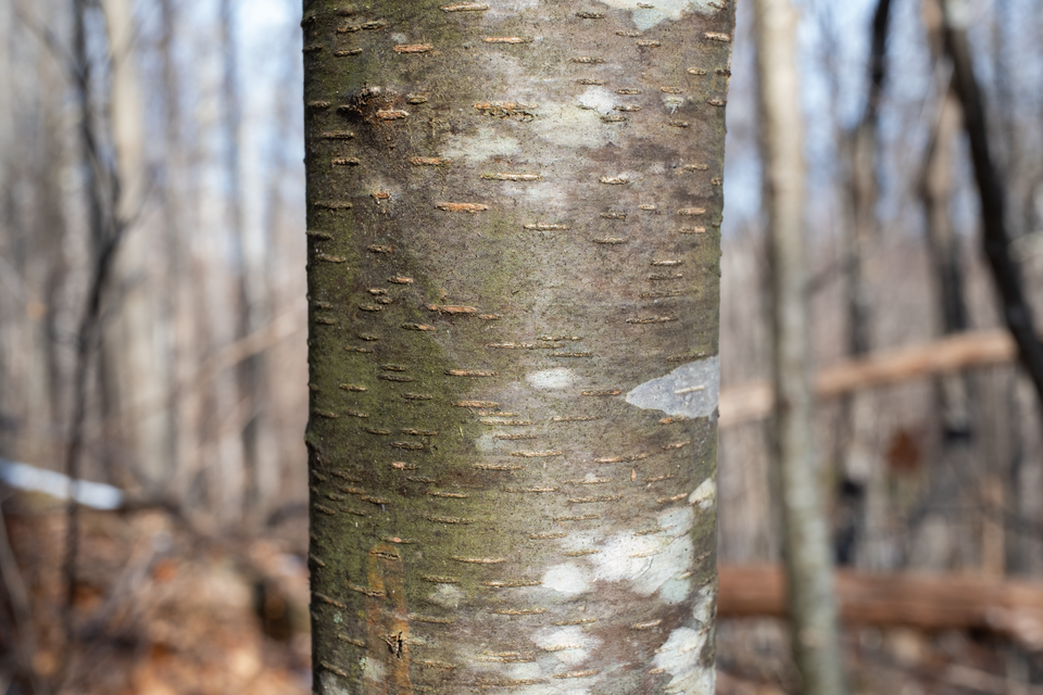 Sweet Birch (Betula lenta) distinctive dark bark with prominent horizontal lenticels