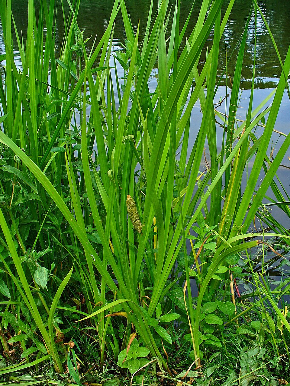 Sweet Flag (Acorus calamus) showing sword-like upright leaves and flowering spadix in wetland setting