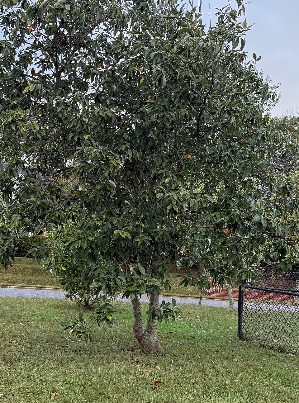 Sweet Bay Magnolia (Magnolia virginiana) - PlantNative.org Sweet Bay Magnolia (Magnolia virginiana) showing its multi-stemmed habit, silvery leaf undersides, and overall graceful form