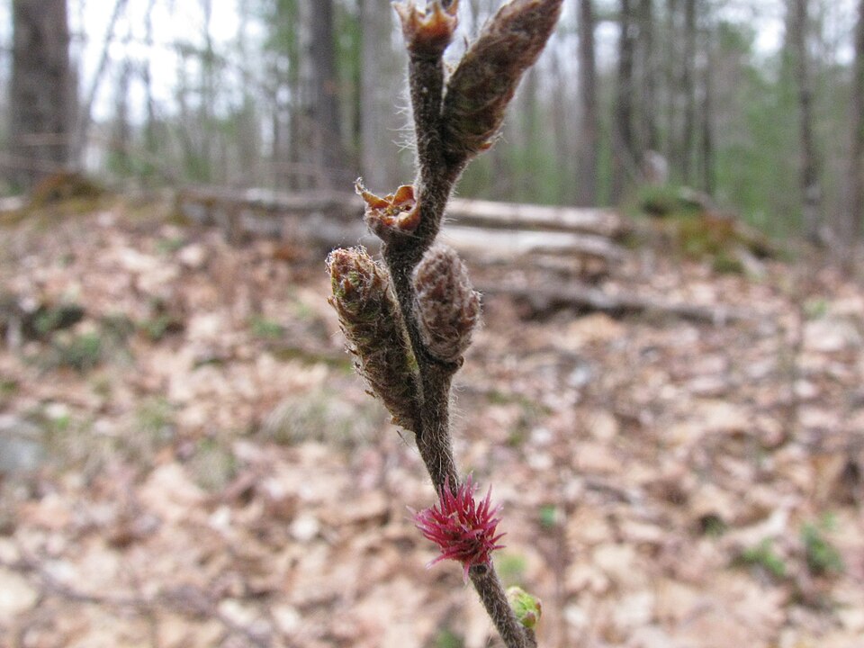 Sweetfern (Comptonia peregrina) showing male catkins and small pink female flowers in spring