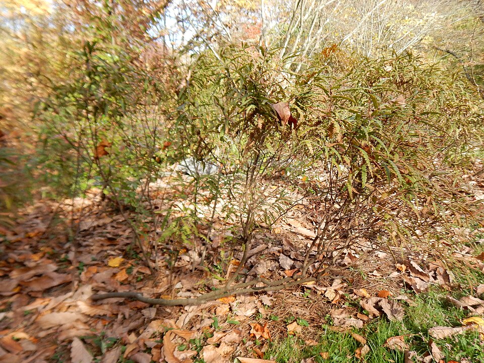 Sweetfern (Comptonia peregrina) foliage showing characteristic deeply lobed, aromatic leaves