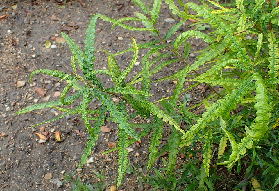 Sweetfern (Comptonia peregrina) showing typical low, spreading growth habit in a naturalistic setting