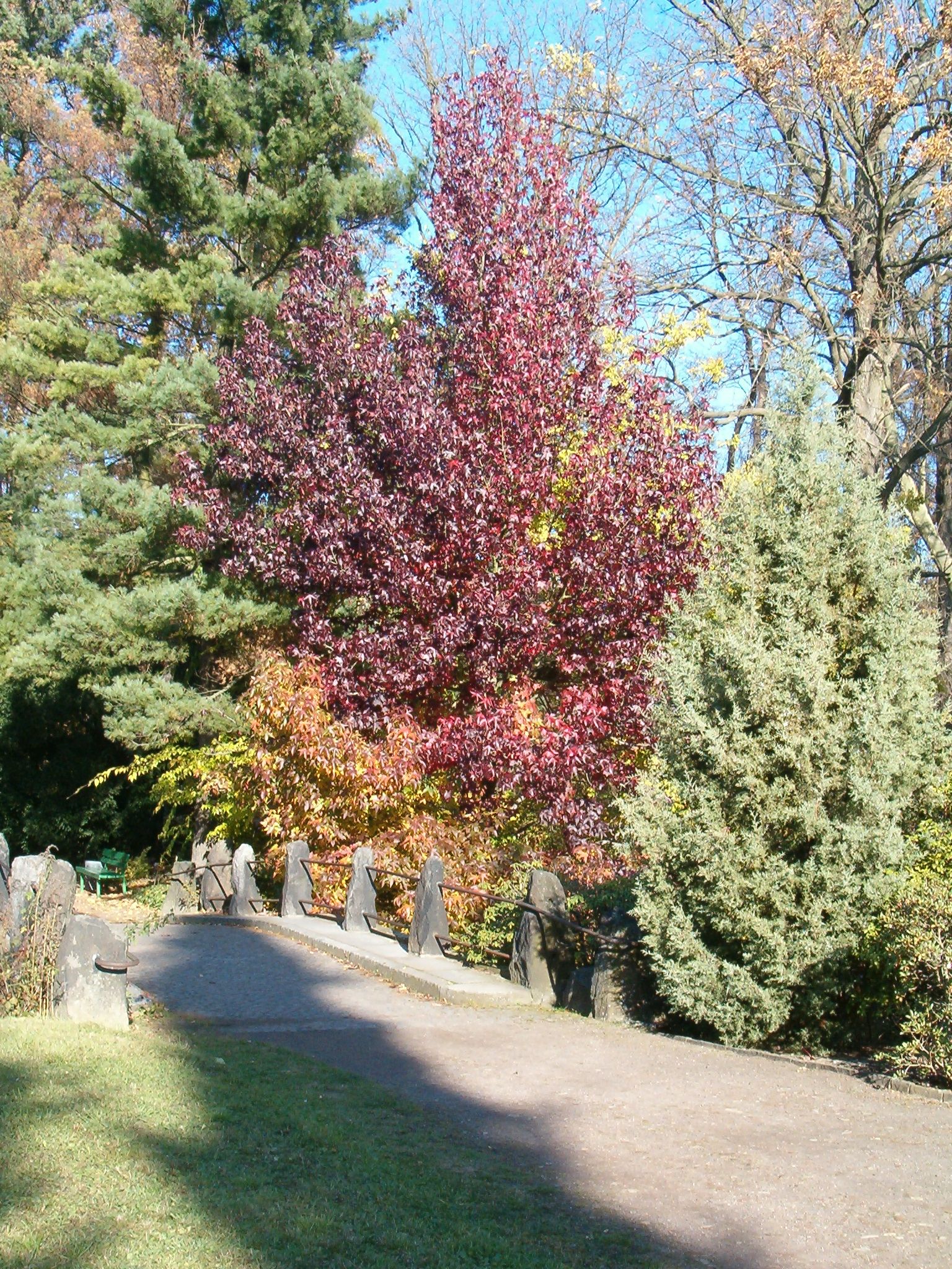 Sweetgum (Liquidambar styraciflua) displaying brilliant scarlet-red to purple autumn foliage