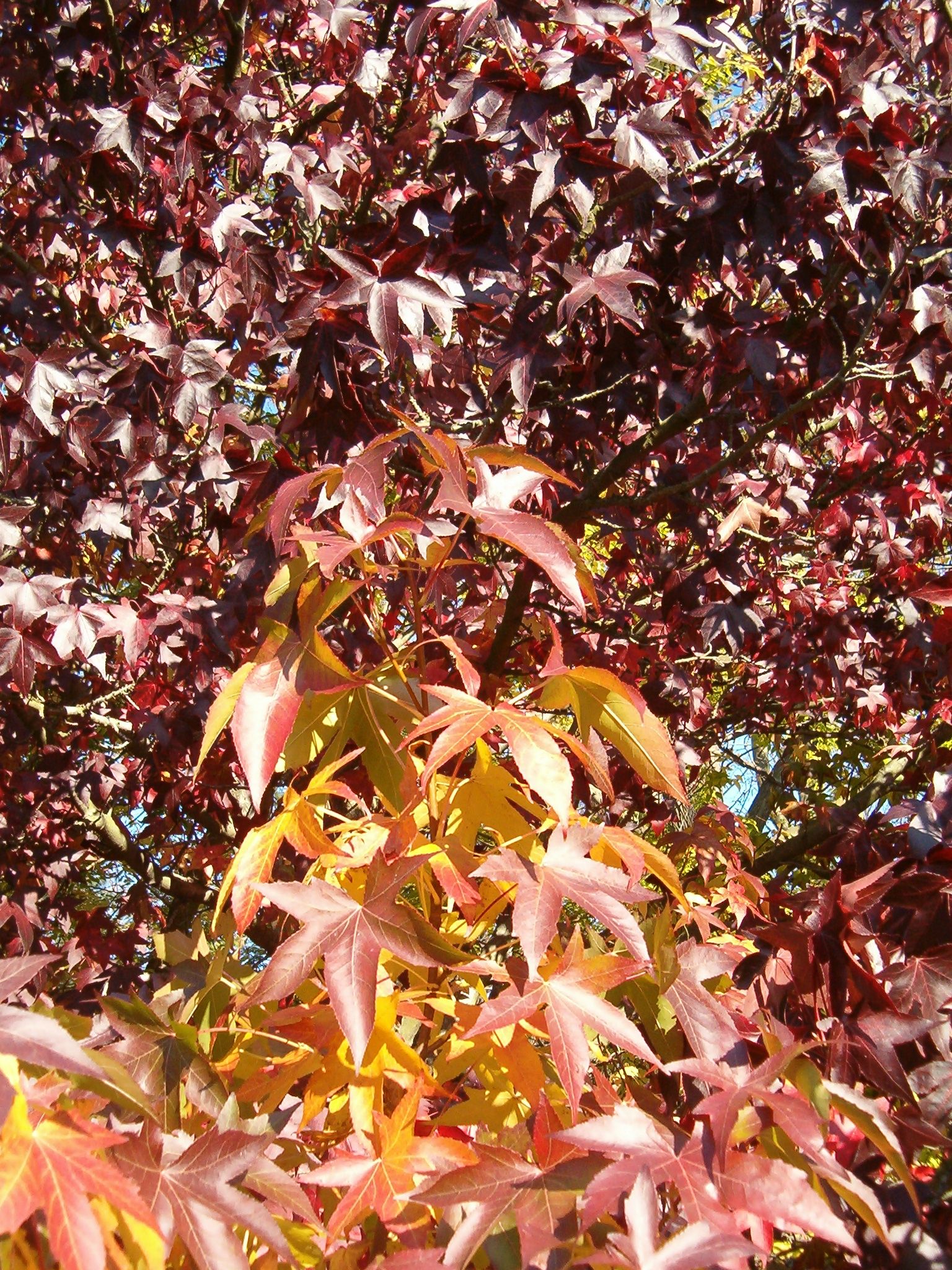 Sweetgum (Liquidambar styraciflua) distinctive star-shaped leaves showing autumn color transition