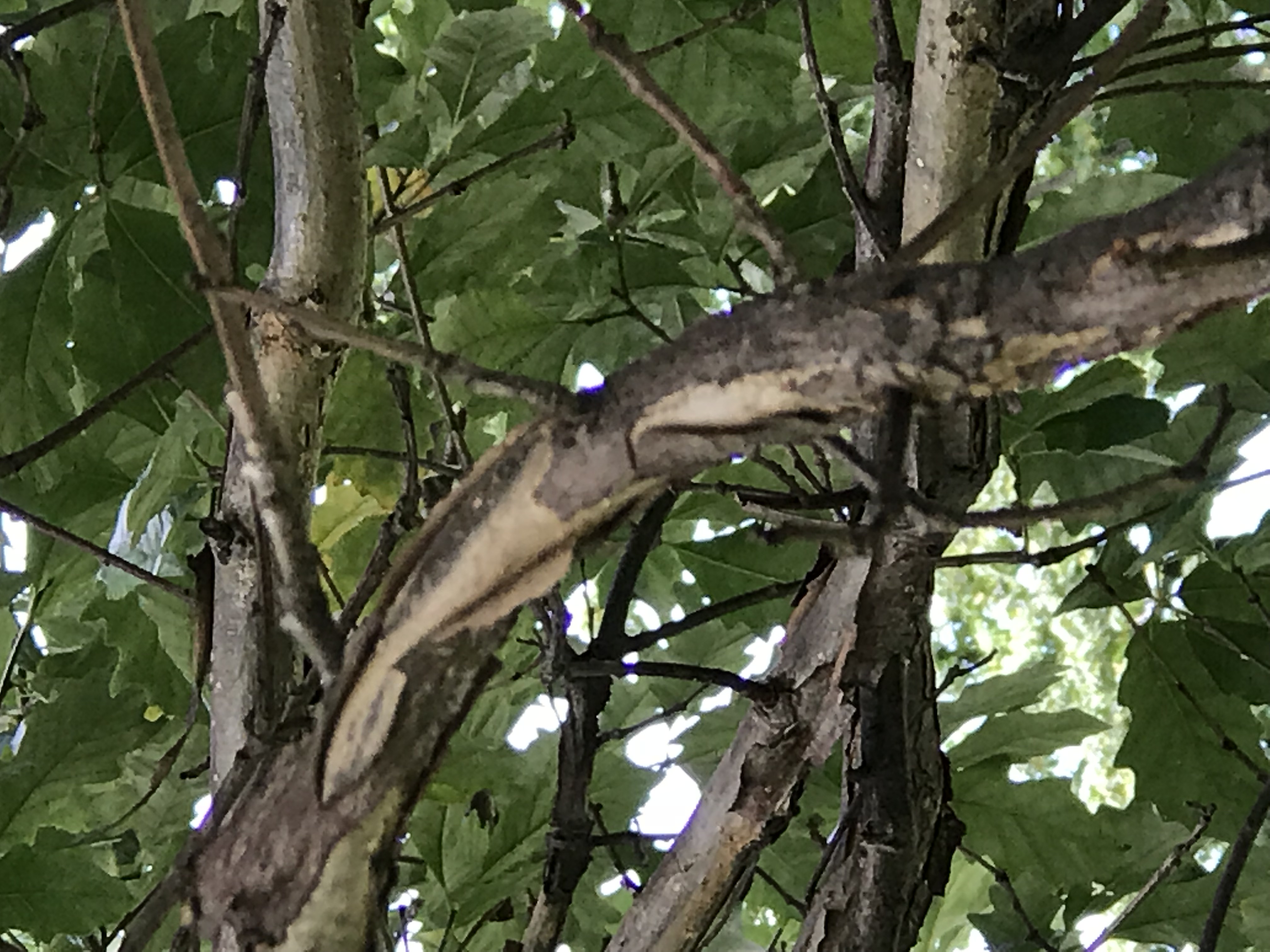 Swamp White Oak (Quercus bicolor) - PlantNative.org Swamp White Oak (Quercus bicolor) distinctive two-colored bark showing dark furrowed lower trunk and peeling upper branches