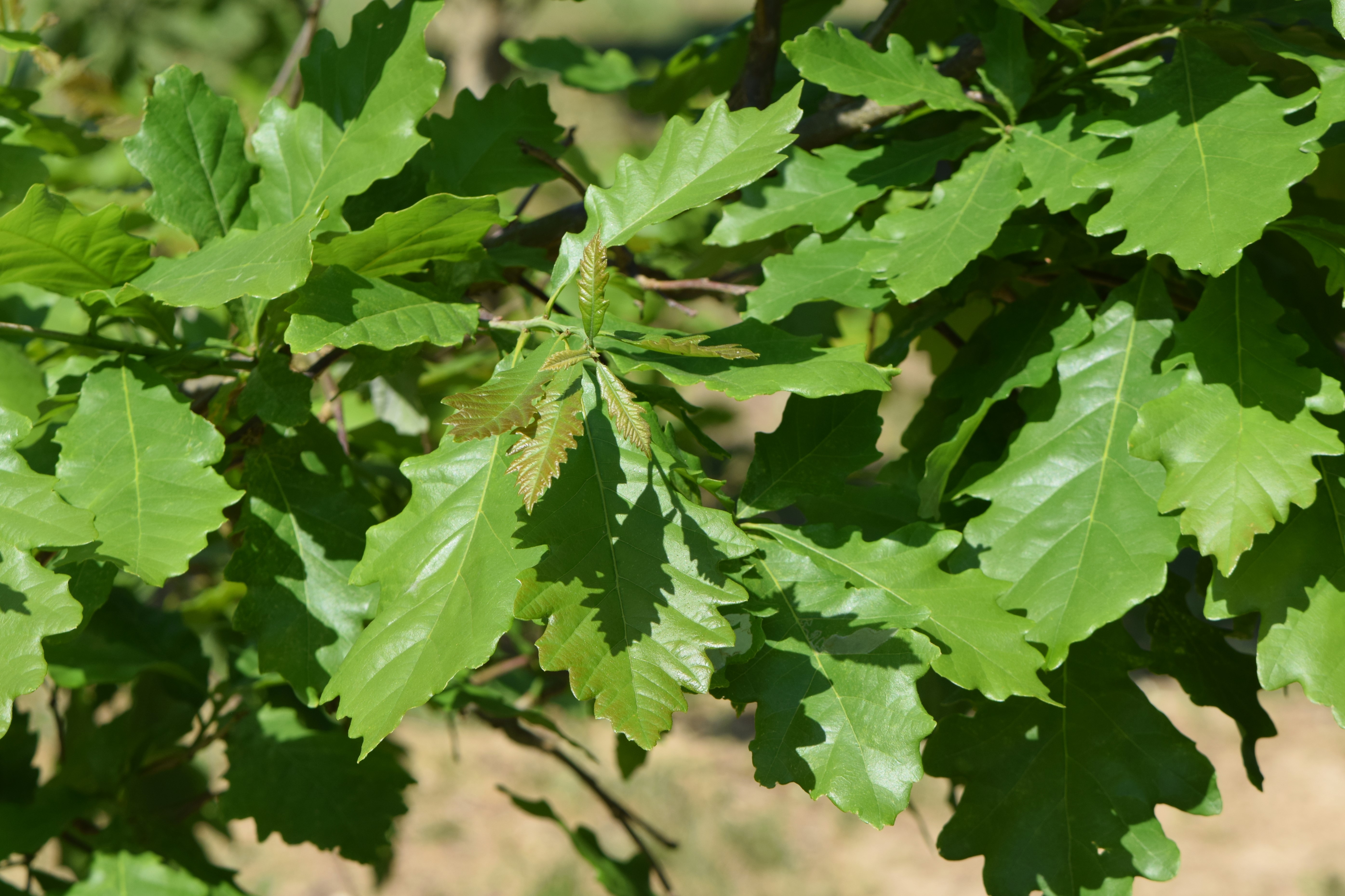 Swamp White Oak (Quercus bicolor) - PlantNative.org Swamp White Oak (Quercus bicolor) leaves showing the distinctive dark glossy upper surface and pale whitish underside
