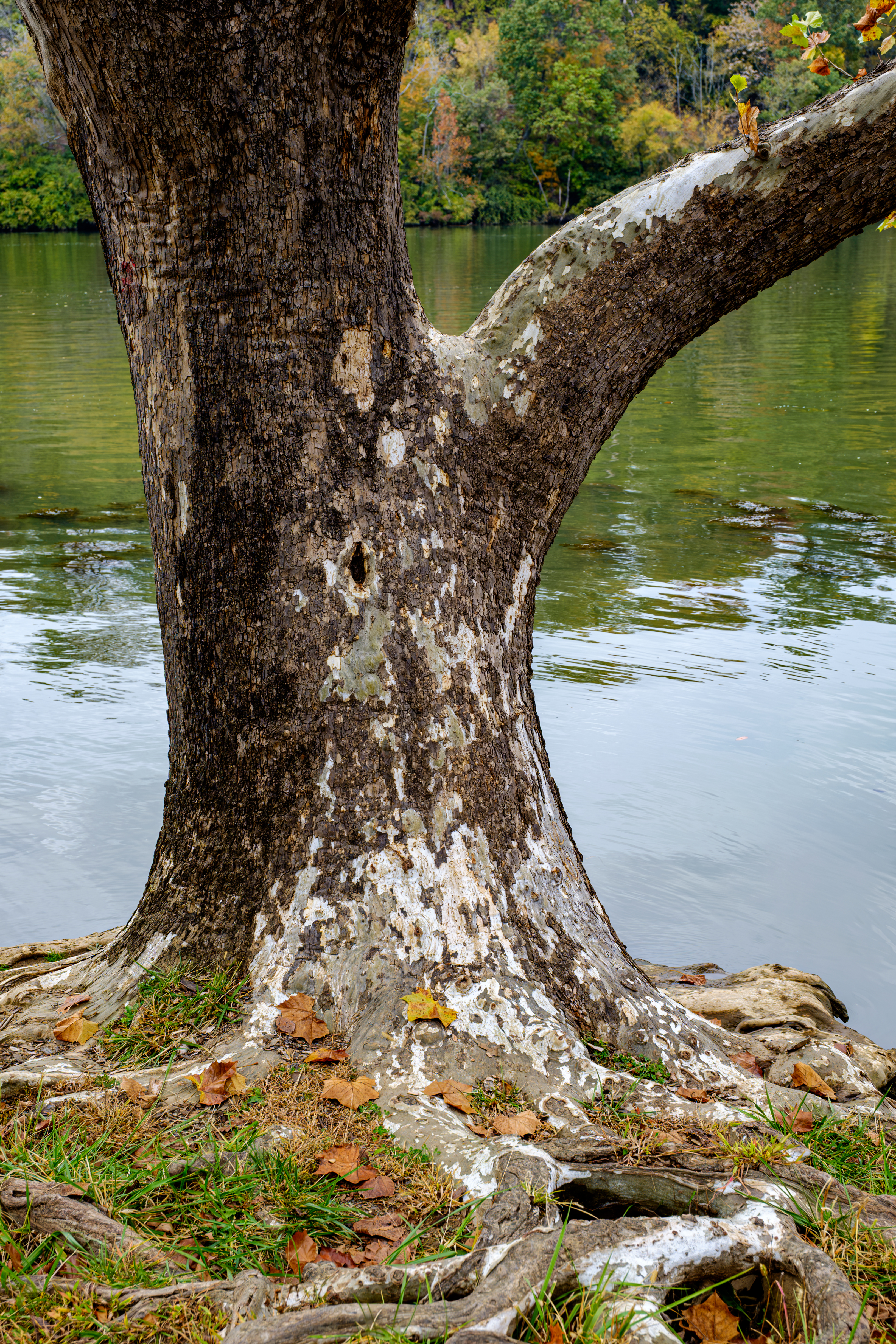 American Sycamore (Platanus occidentalis) bark showing distinctive mottled pattern of cream, gray and brown exfoliating plates