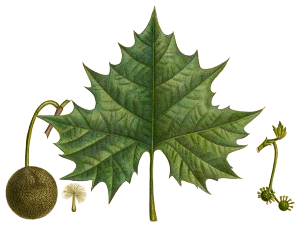 Sycamore (Platanus occidentalis) botanical illustration showing large lobed leaves, spherical flower heads, and distinctive seed balls