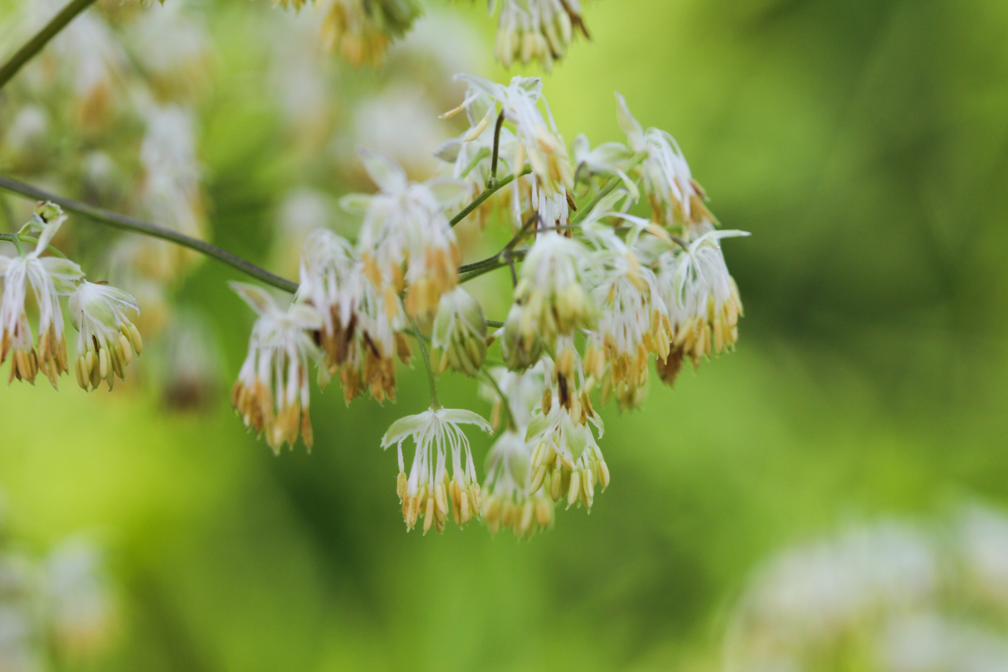 Tall Meadow Rue (Thalictrum dasycarpum) - PlantNative.org Tall Meadow Rue (Thalictrum dasycarpum) male flowers showing delicate white stamens dangling from thread-like filaments