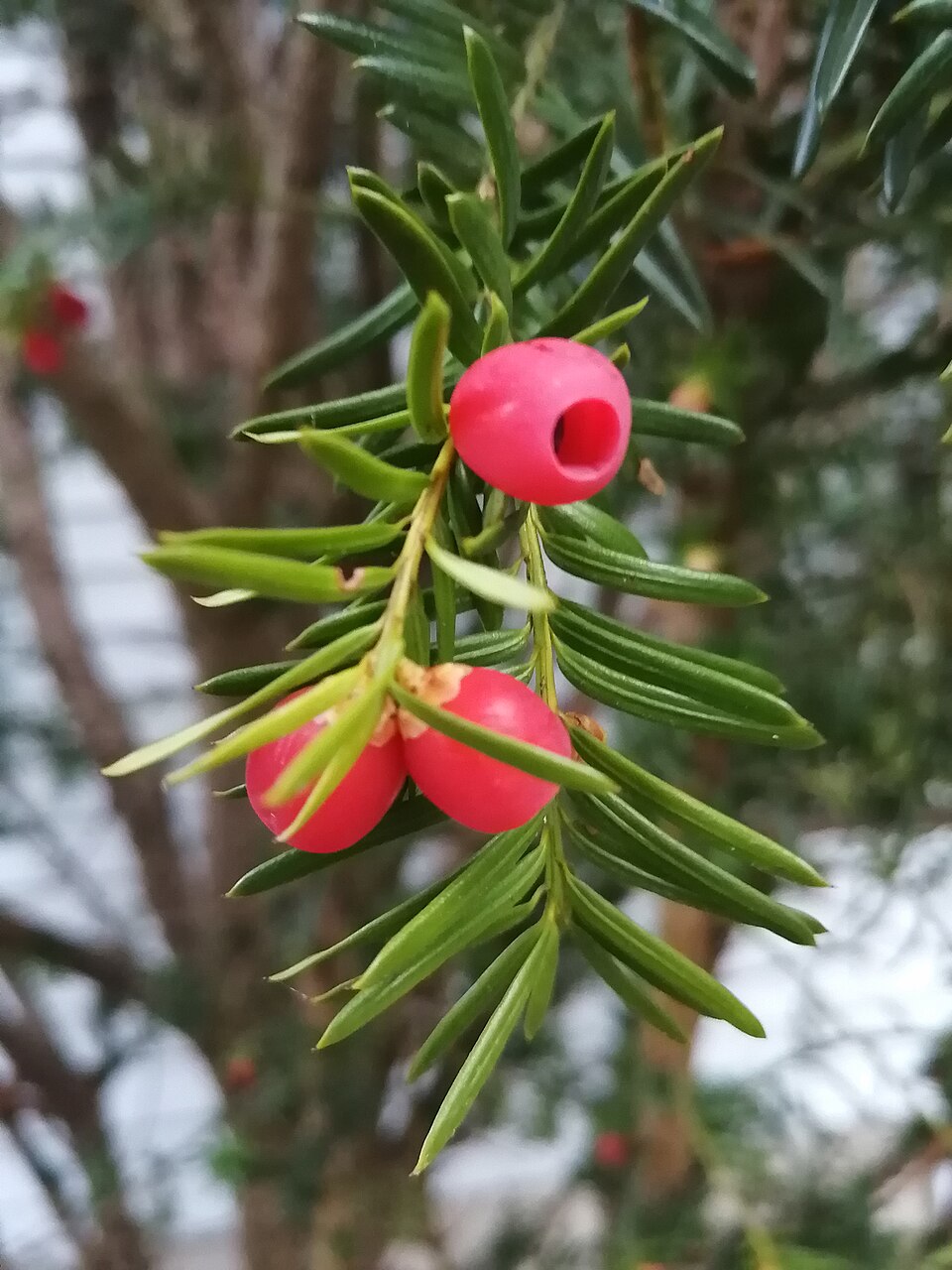 Canadian Yew (Taxus canadensis) branches showing bright red arils in autumn