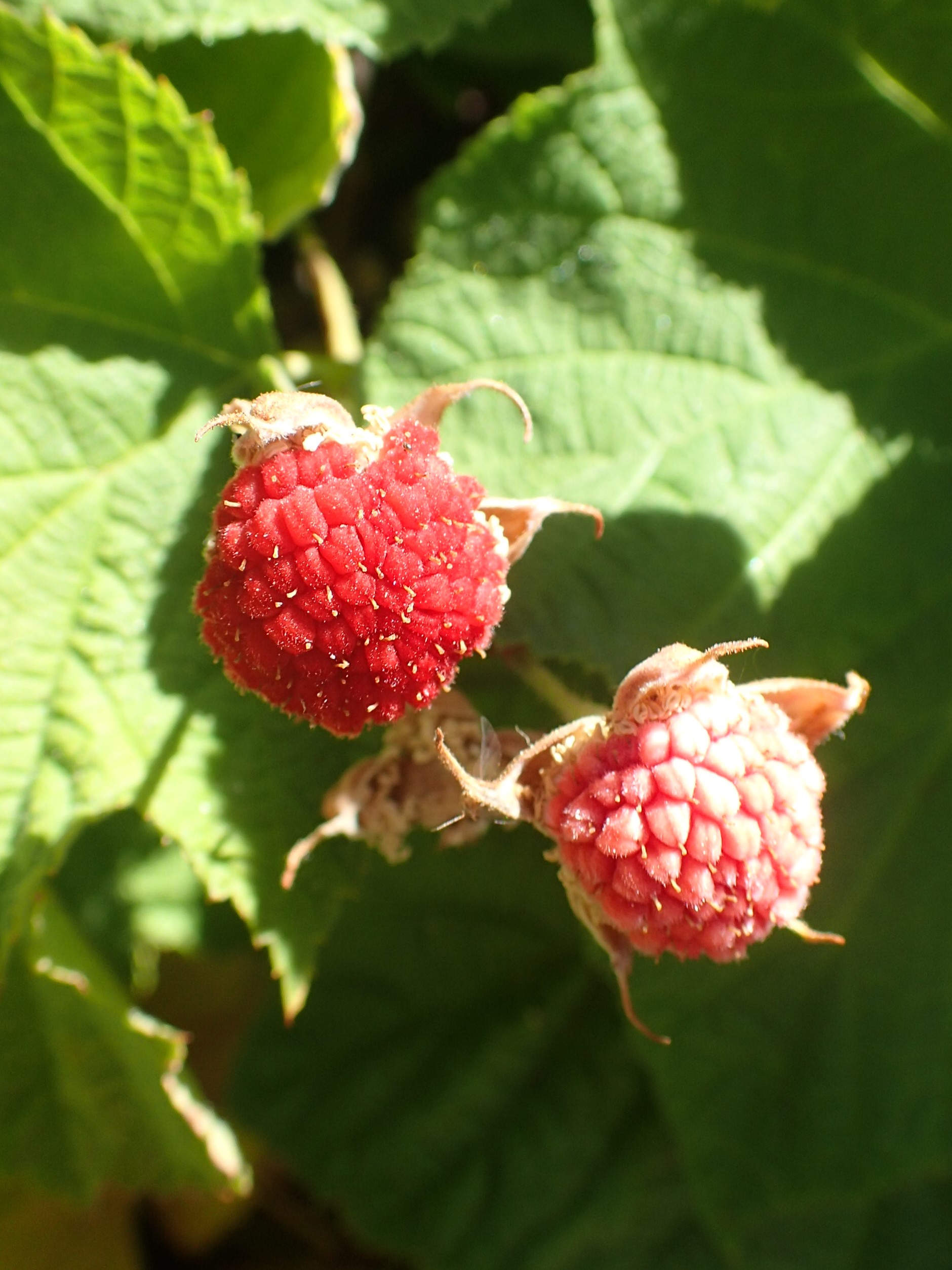 Thimbleberry (Rubus parviflorus) white flowers with bright yellow stamens on a leafy shrub