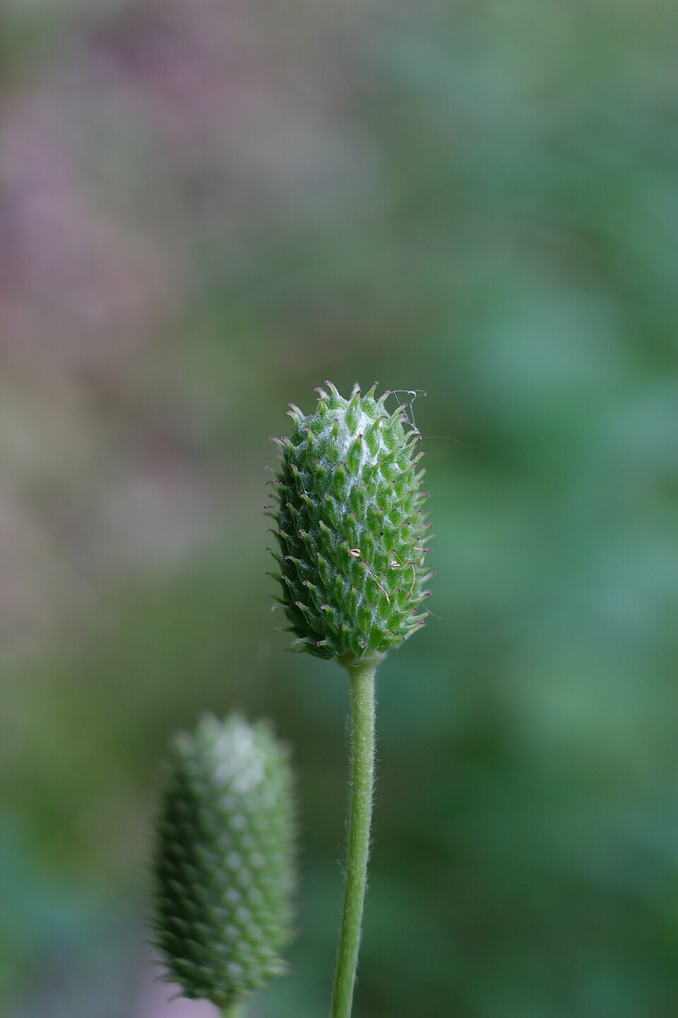 Thimbleweed (Anemone virginiana) showing distinctive white flowers with greenish-white petals and prominent yellow centers