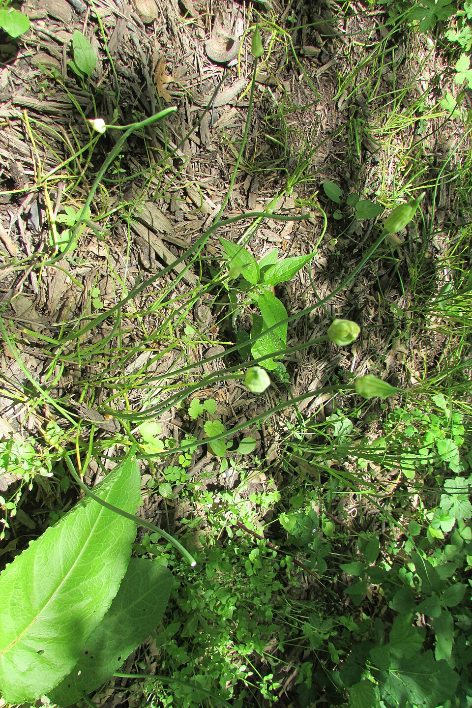 Thimbleweed (Anemone virginiana) full plant showing characteristic deeply divided leaves and white flowers