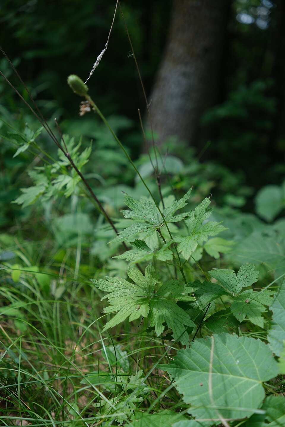 Thimbleweed (Anemone virginiana) distinctive cylindrical seed heads covered in fluffy white hairs