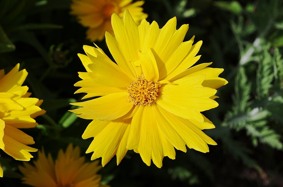 Tickseed Coreopsis species showing field of bright yellow daisy flowers in naturalistic garden planting