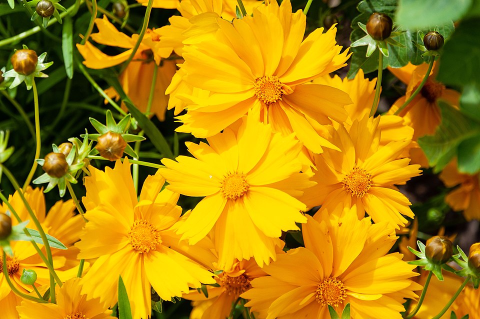 Tickseed (Coreopsis lanceolata) showing bright golden-yellow daisy-like flowers above lance-shaped leaves