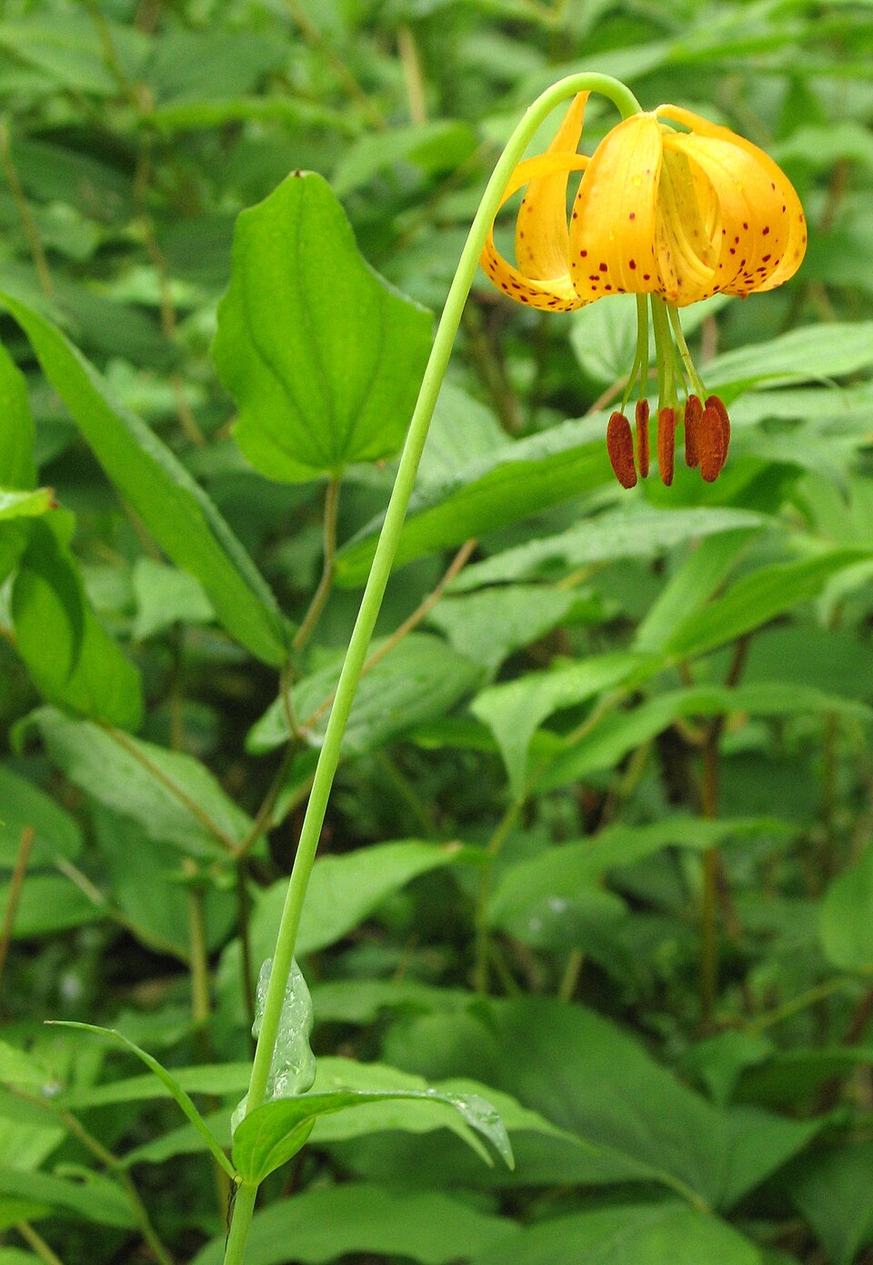Lilium columbianum plant