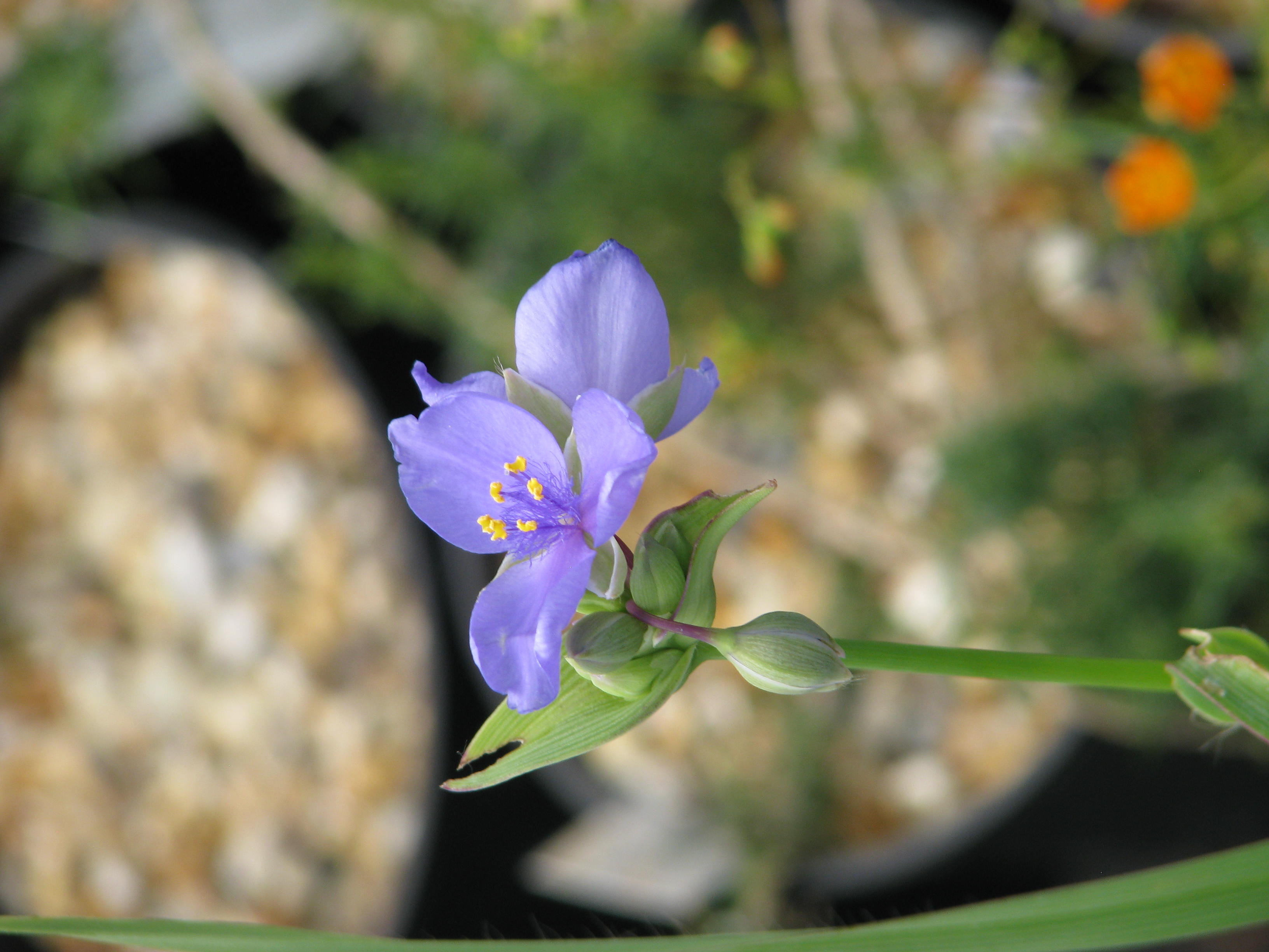 Common Spiderwort (Tradescantia ohiensis) clump showing grass-like foliage and blue flowers