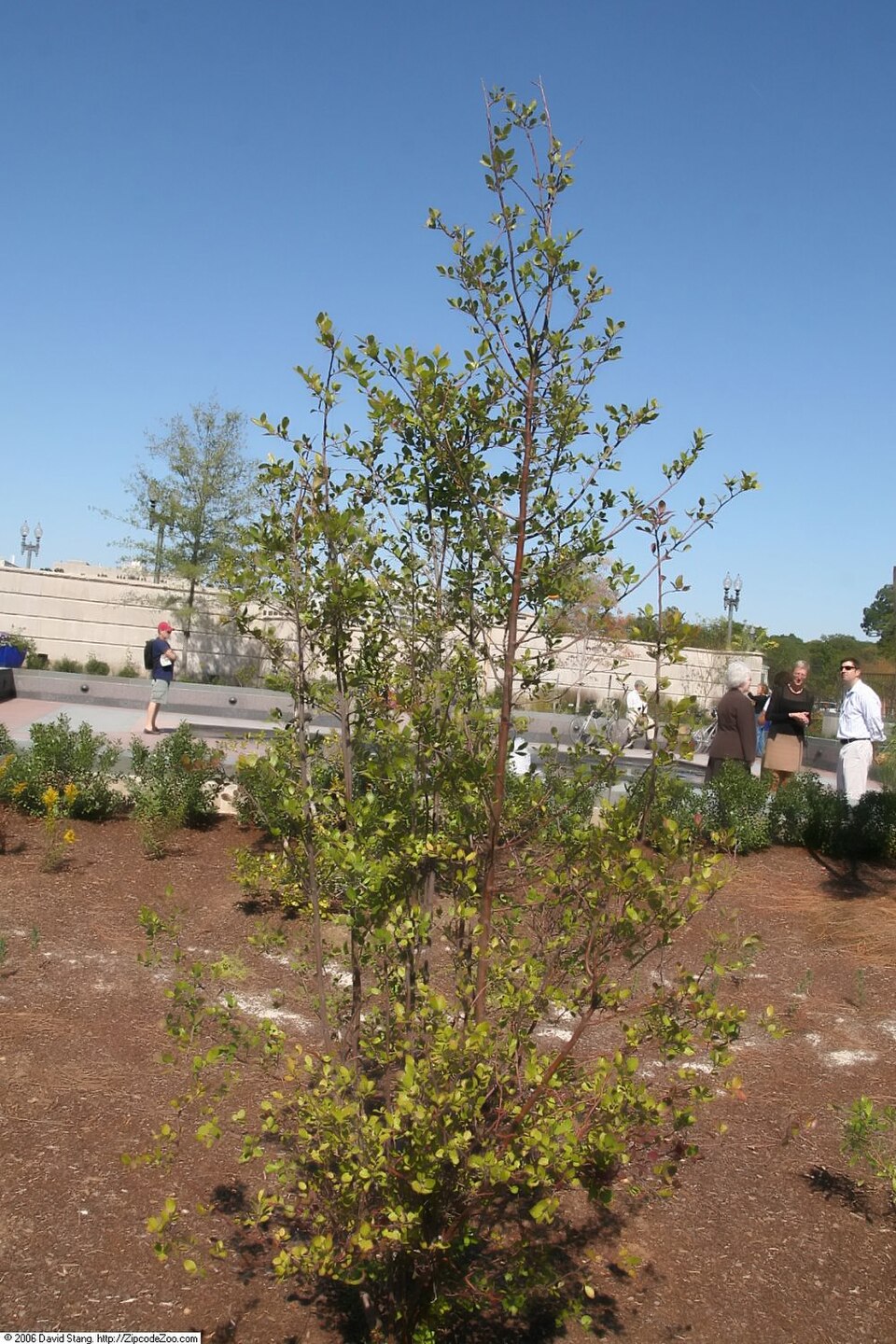 Tree Huckleberry (Vaccinium arboreum) showing characteristic small dark green glossy leaves and branching structure