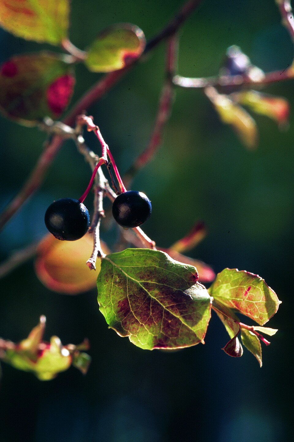 Tree Huckleberry (Vaccinium arboreum) berries and foliage