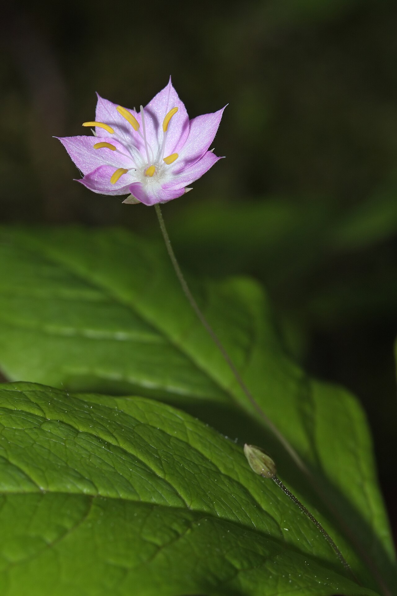 Starflower (Trientalis borealis) showing delicate white star-shaped flowers above whorl of leaves