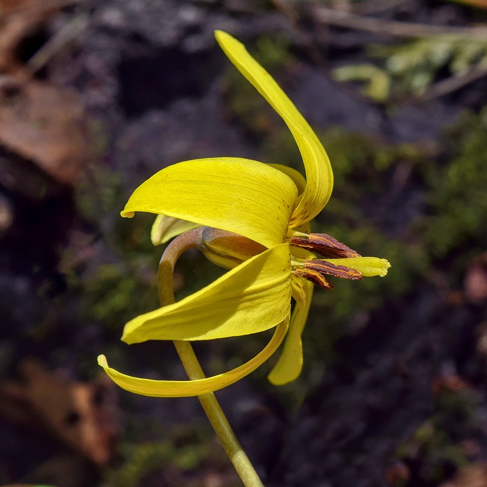 Trout Lily (Erythronium americanum) bright yellow flower with reflexed petals and prominent stamens
