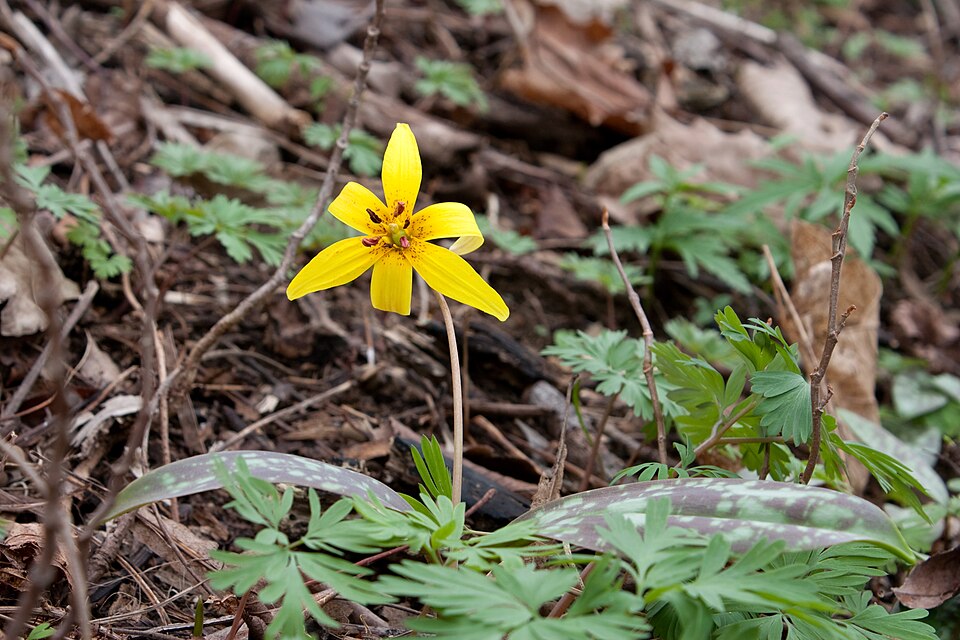 Trout Lily (Erythronium americanum) showing mottled leaves and full plant structure