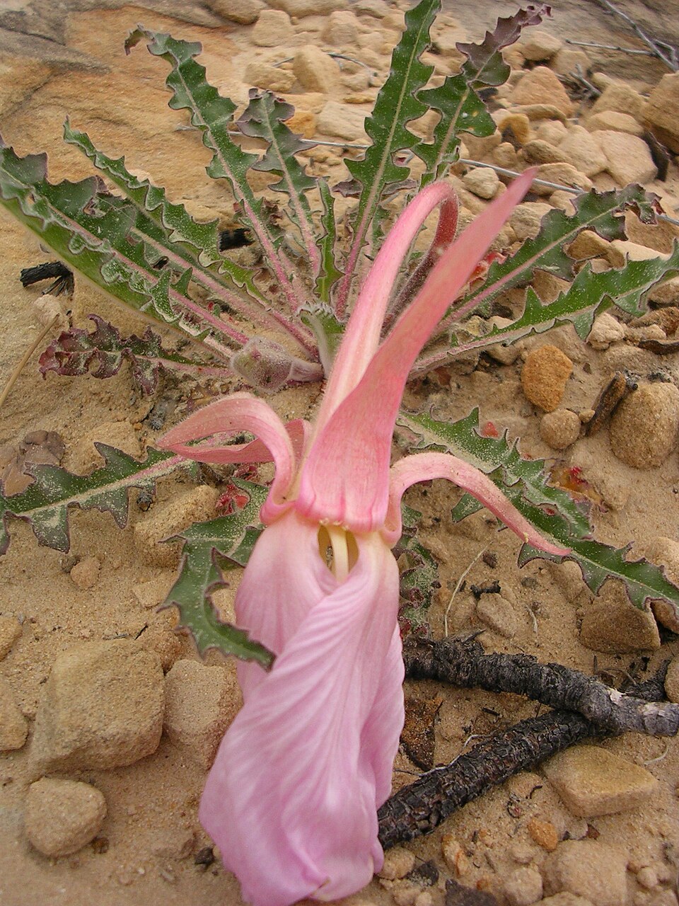 Tufted Evening Primrose (Oenothera caespitosa) showing large pure-white flowers emerging from a low basal rosette at dusk