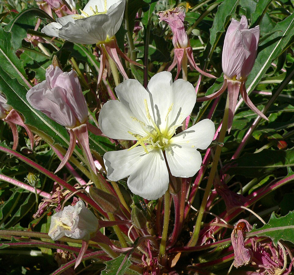 Tufted Evening Primrose (Oenothera caespitosa) rosette of gray-green leaves with fading pink spent blooms in rocky habitat