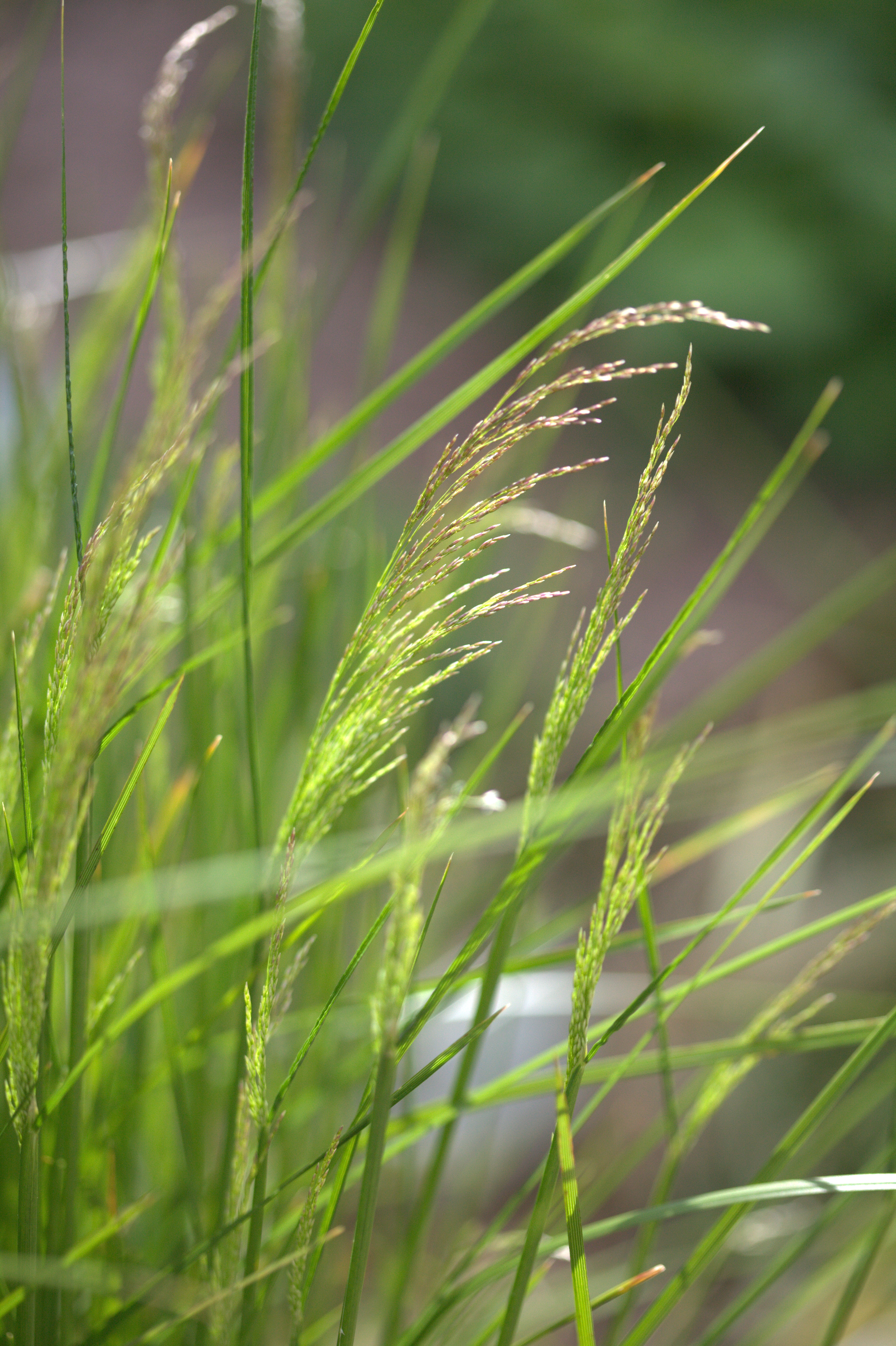 Tufted Hairgrass (Deschampsia caespitosa) ornamental cultivar showing airy golden flower plumes above dark green tussock