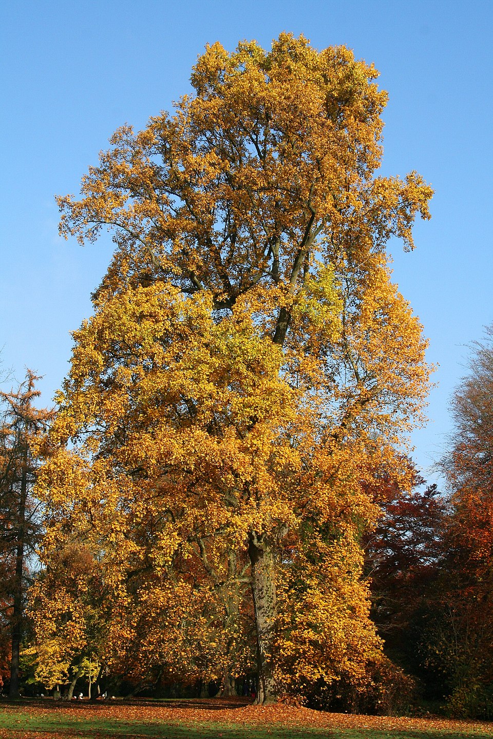 Tulip Poplar (Liriodendron tulipifera) flowers showing the distinctive yellow-green petals with orange band and tulip shape