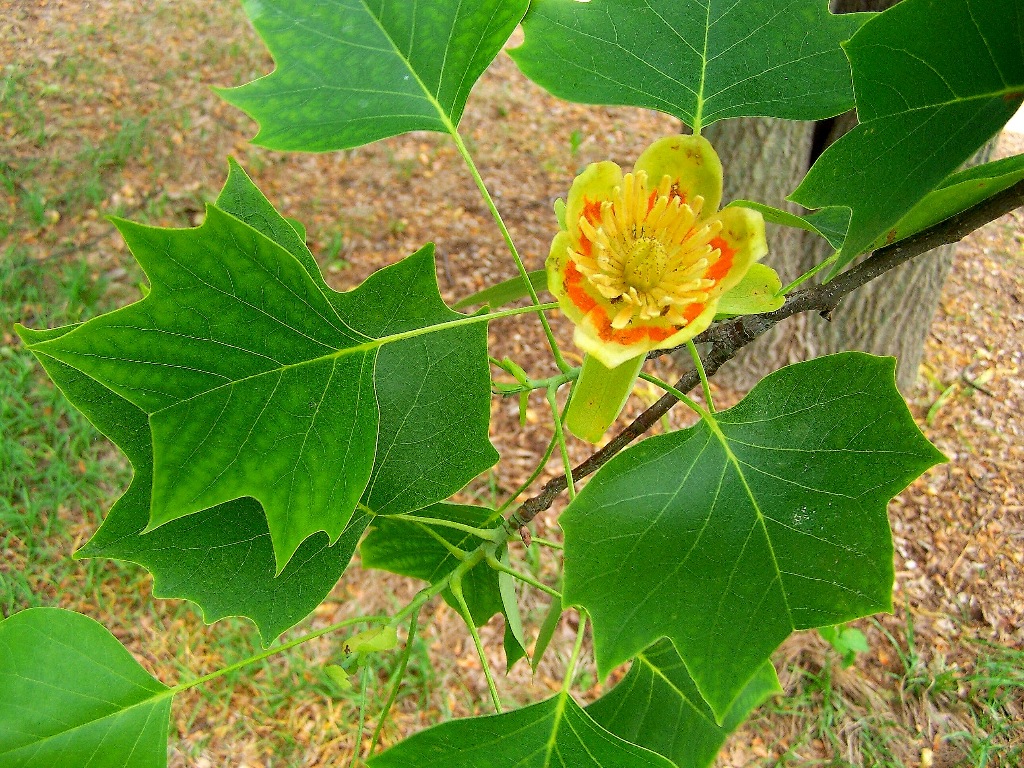 Tulip Tree (Liriodendron tulipifera) showing distinctive four-lobed leaves and tulip-shaped flowers