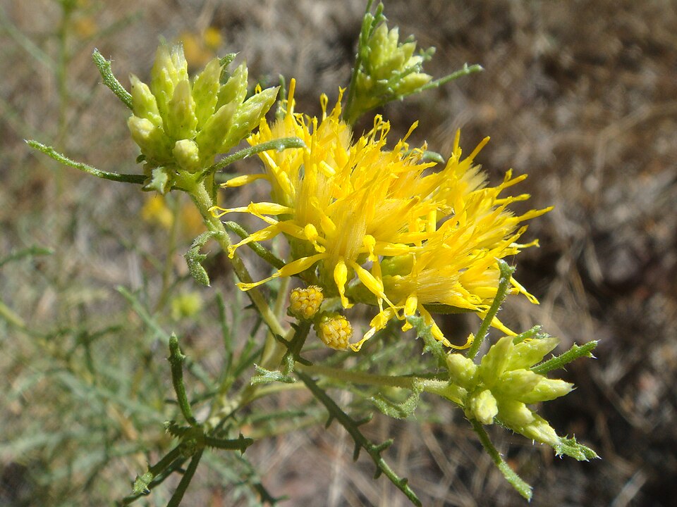 Turpentine Bush (Ericameria laricifolia)