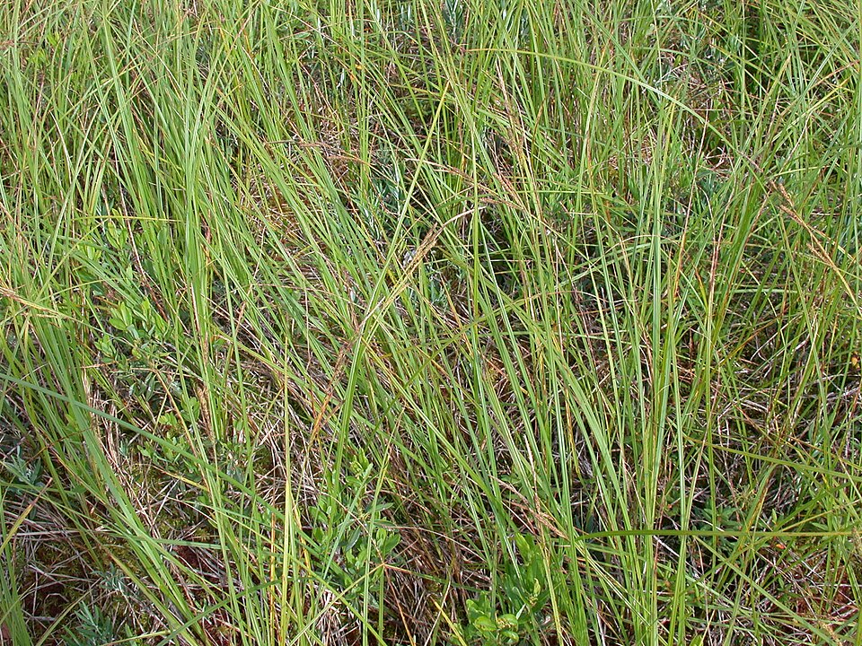 Tussock Sedge (Carex stricta) forming dense tussocks in a wetland