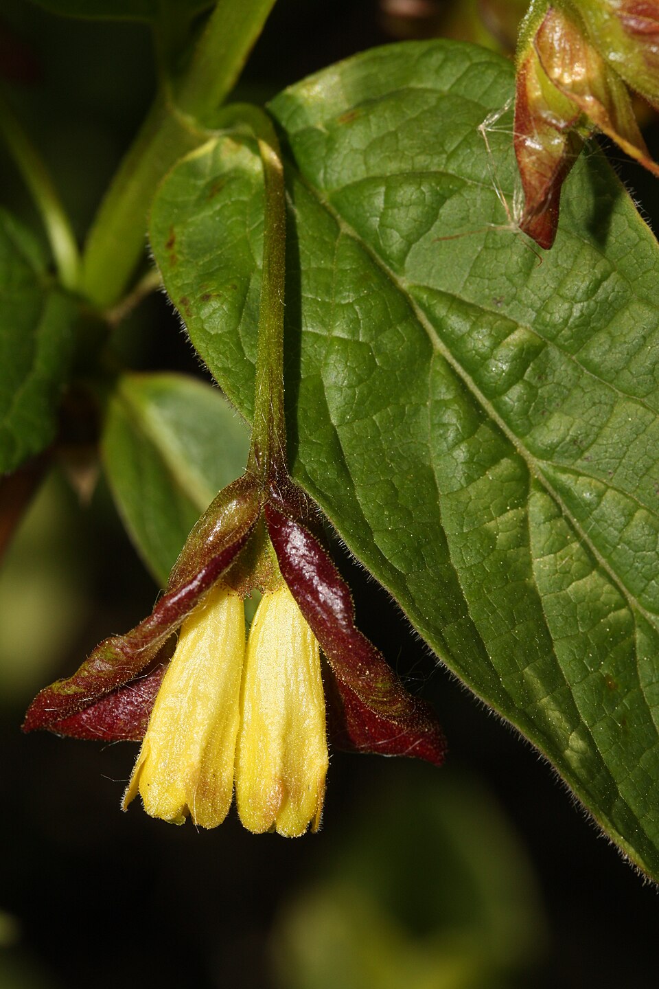 Twinberry showing paired yellow tubular flowers with distinctive bracts
